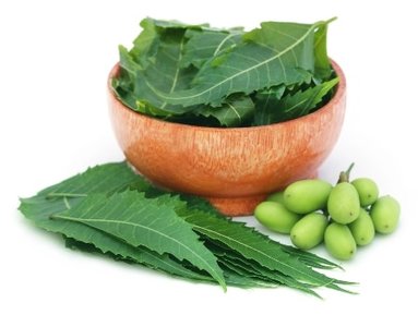 neem herbal medicine
