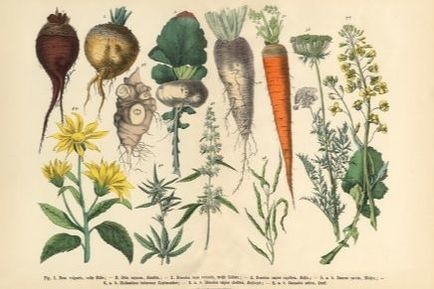 history herbal illustration